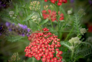 Clsoe up shot of red Achillea