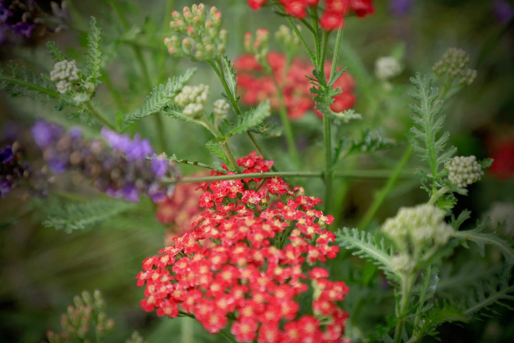 Clsoe up shot of red Achillea