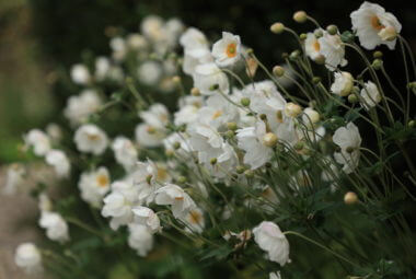 Close up of white japanese anemones