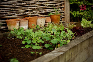 Seedling of Vegetable and fruit plants with terracotta pits behind them