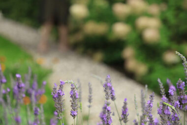 Purple lavender on the soft focus. Lady in the background cutting flowers from cut flower garden