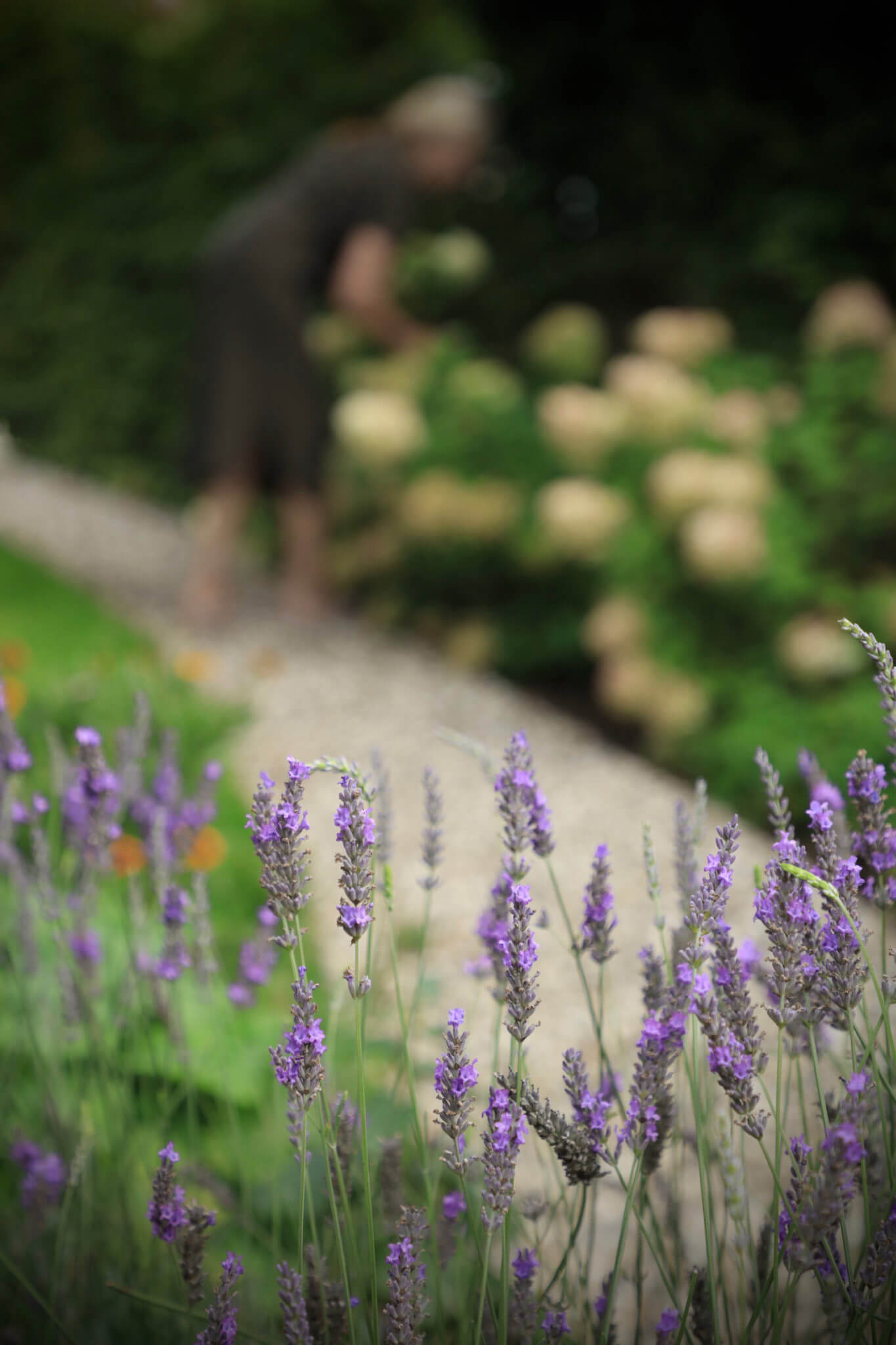 Purple lavender on the soft focus. Lady in the background cutting flowers from cut flower garden