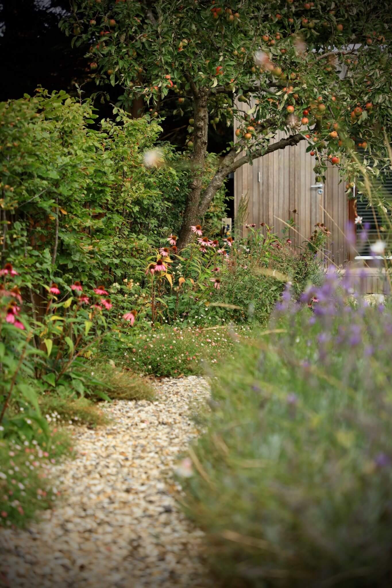 Border of plants with pink echinacea growing under an apple tree