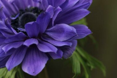 blue anemone flower