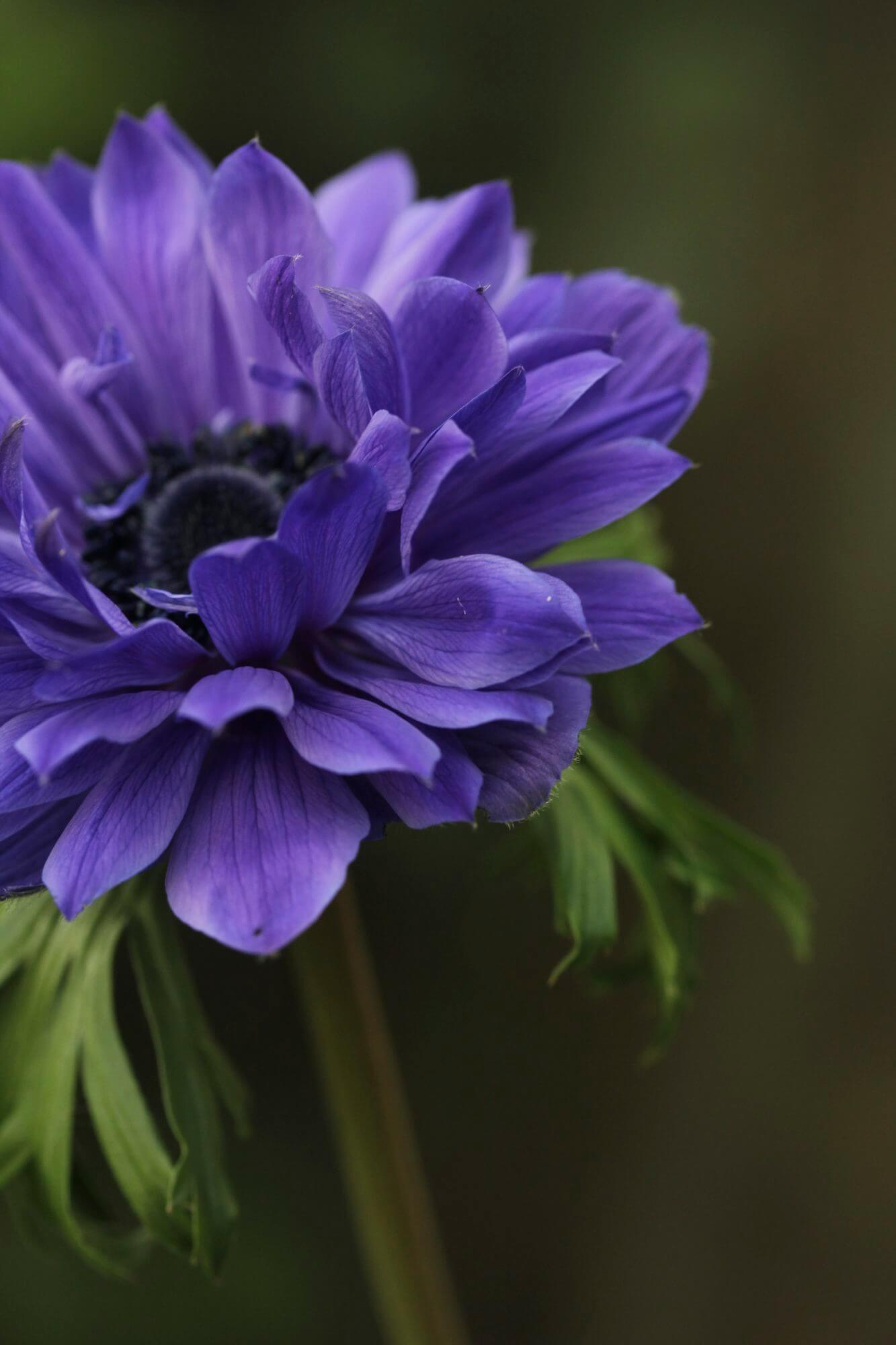 blue anemone flower