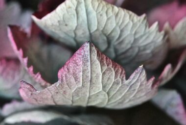 vintage Hydrangeas petals drying