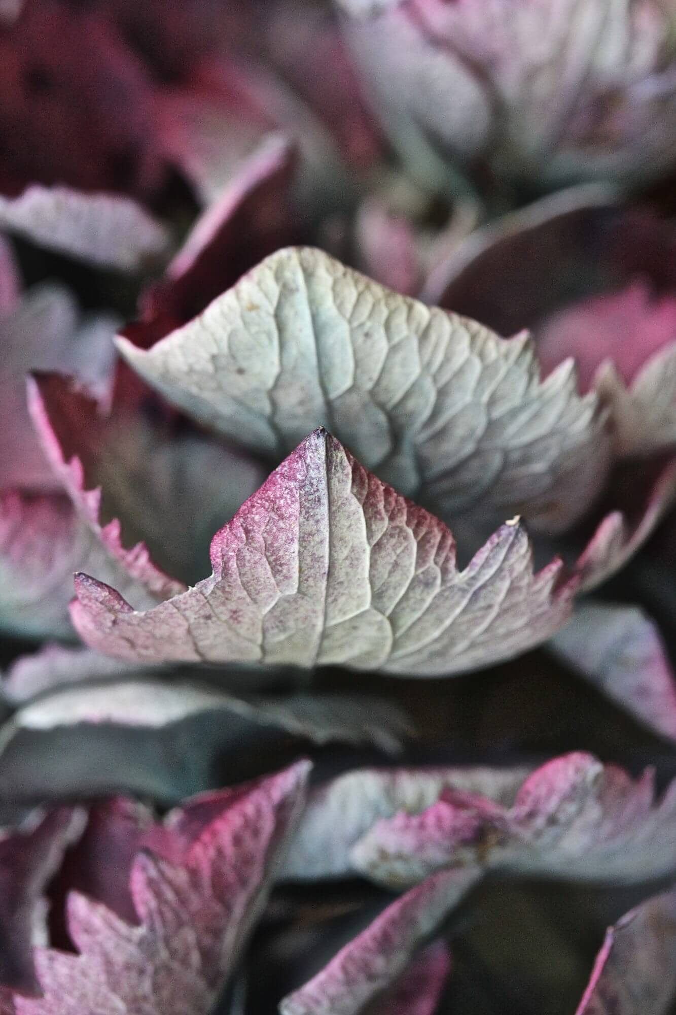 vintage Hydrangeas petals drying