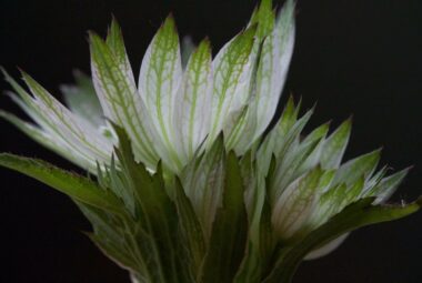 macro shot of Astrantia flower against black background