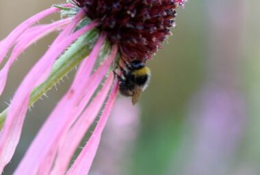 Bee on a pink echinacea