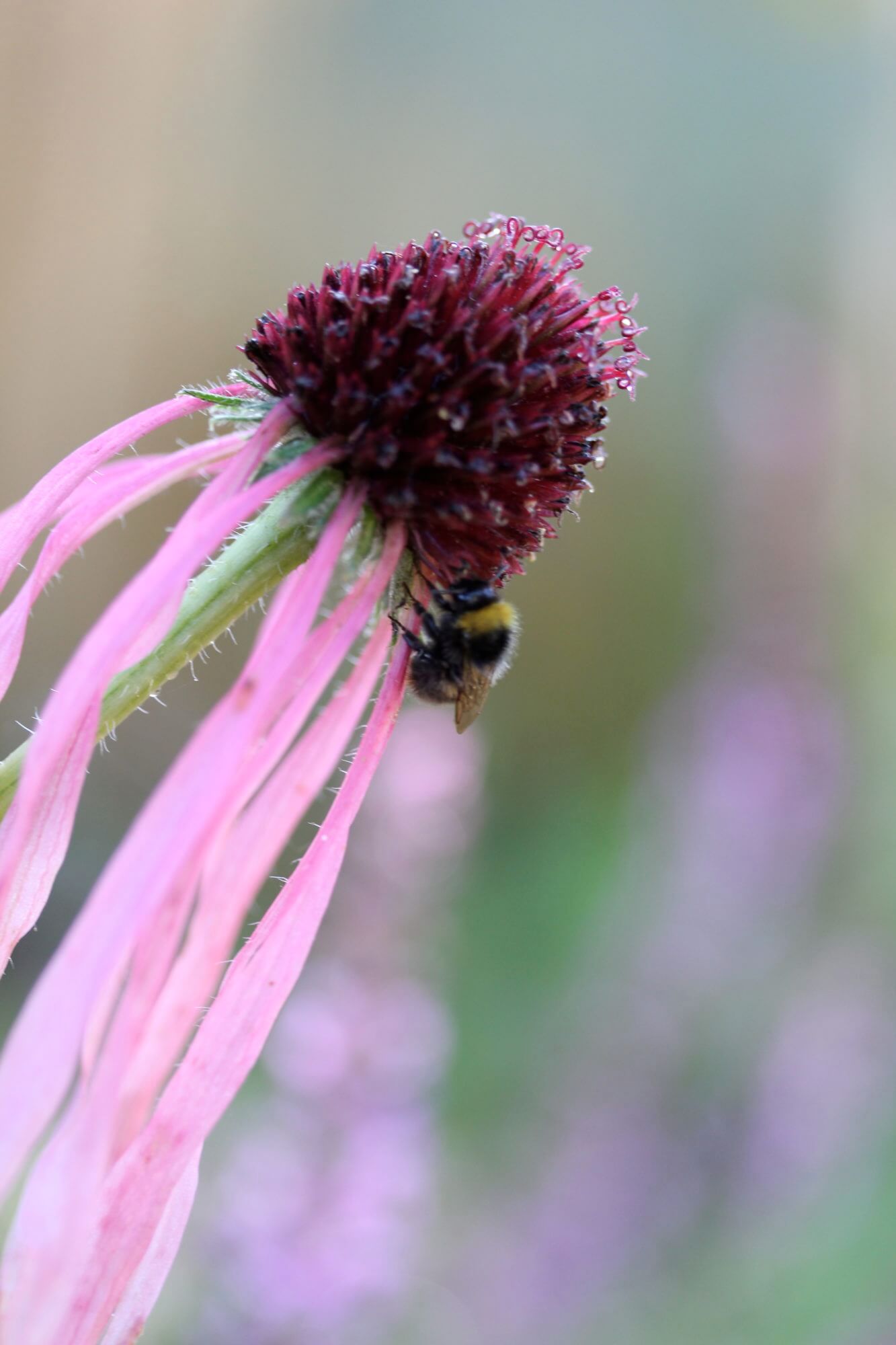 Bee on a pink echinacea