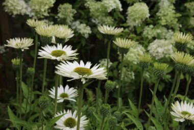 White echinacea flowers