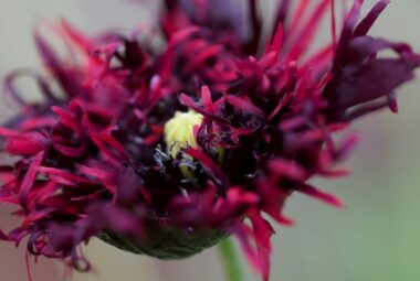 rare fringed poppy close up