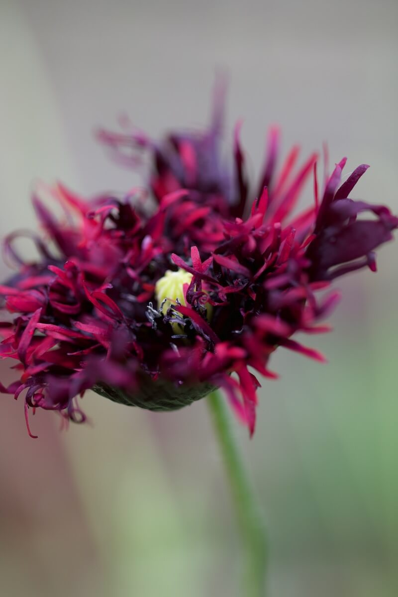 rare fringed poppy close up