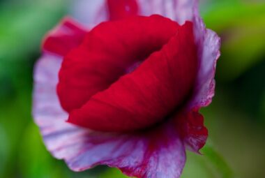 poppy that looks like red lips