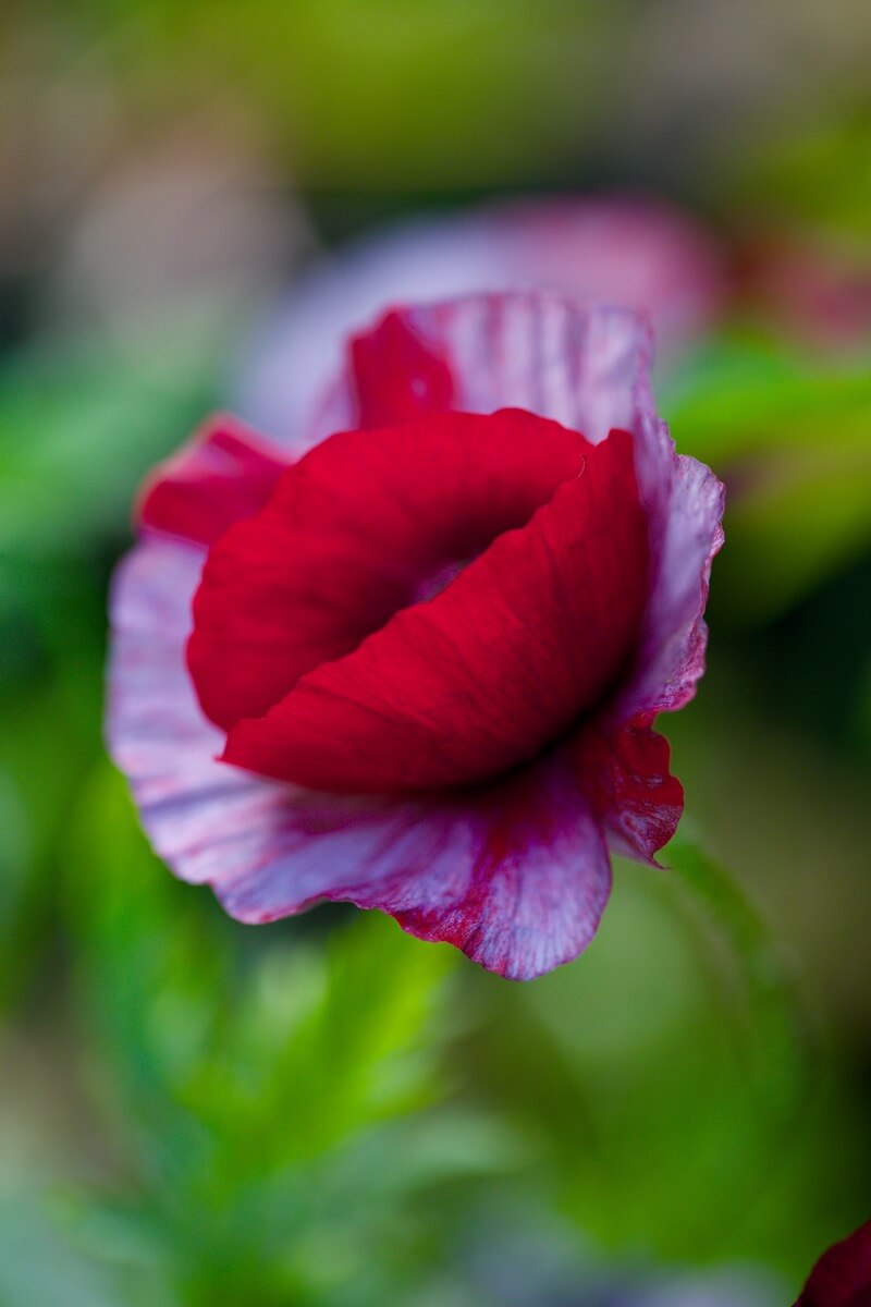 poppy that looks like red lips