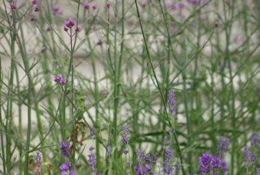 verbena and Lavender plants