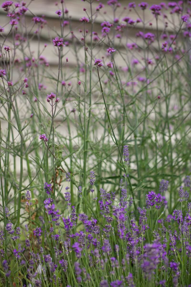verbena and Lavender plants