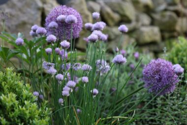 purple herb garden