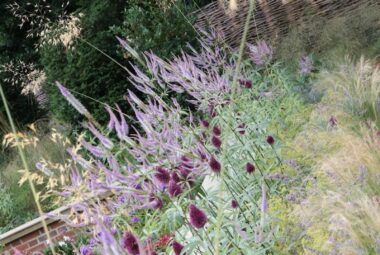 modern prairie style perennial planting in pastels