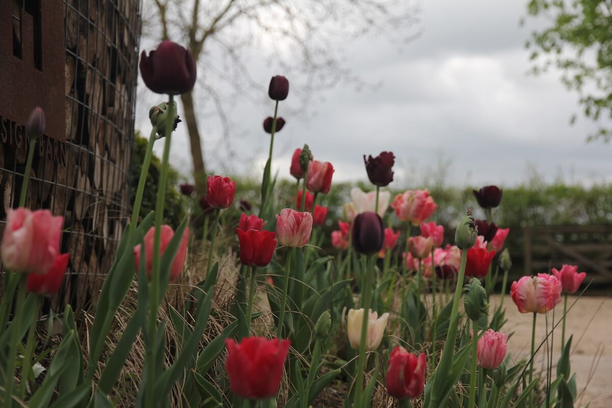 multi Tulips in candy colours and blacks at a garden design studio entrance