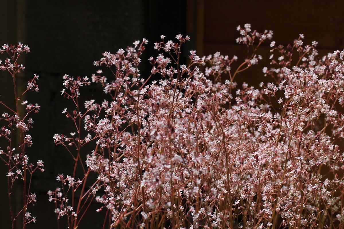 London pride saxifrage flowers