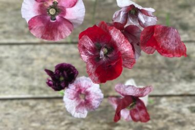 pandora poppies in multiple colours from a modern prairie landscape