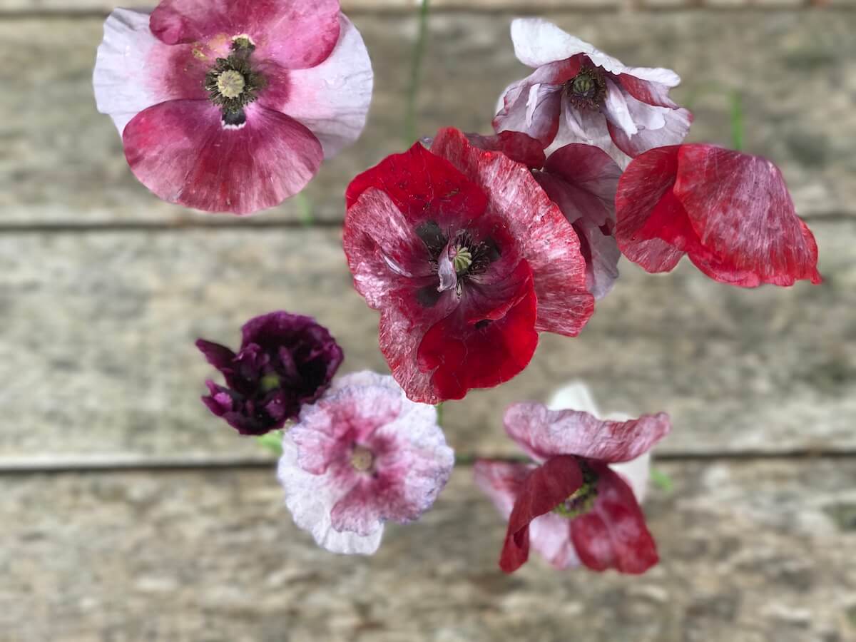 pandora poppies in multiple colours from a modern prairie landscape