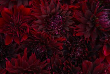 dark red dahlia flowers fill screen