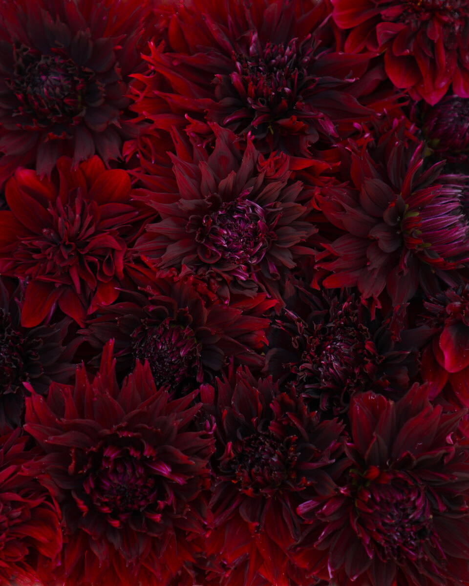 dark red dahlia flowers fill screen