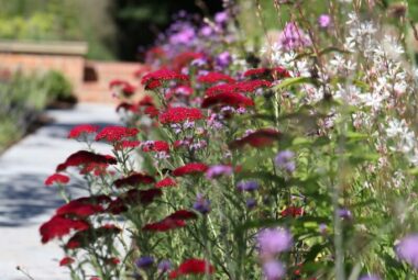 regal coloured perennial borders