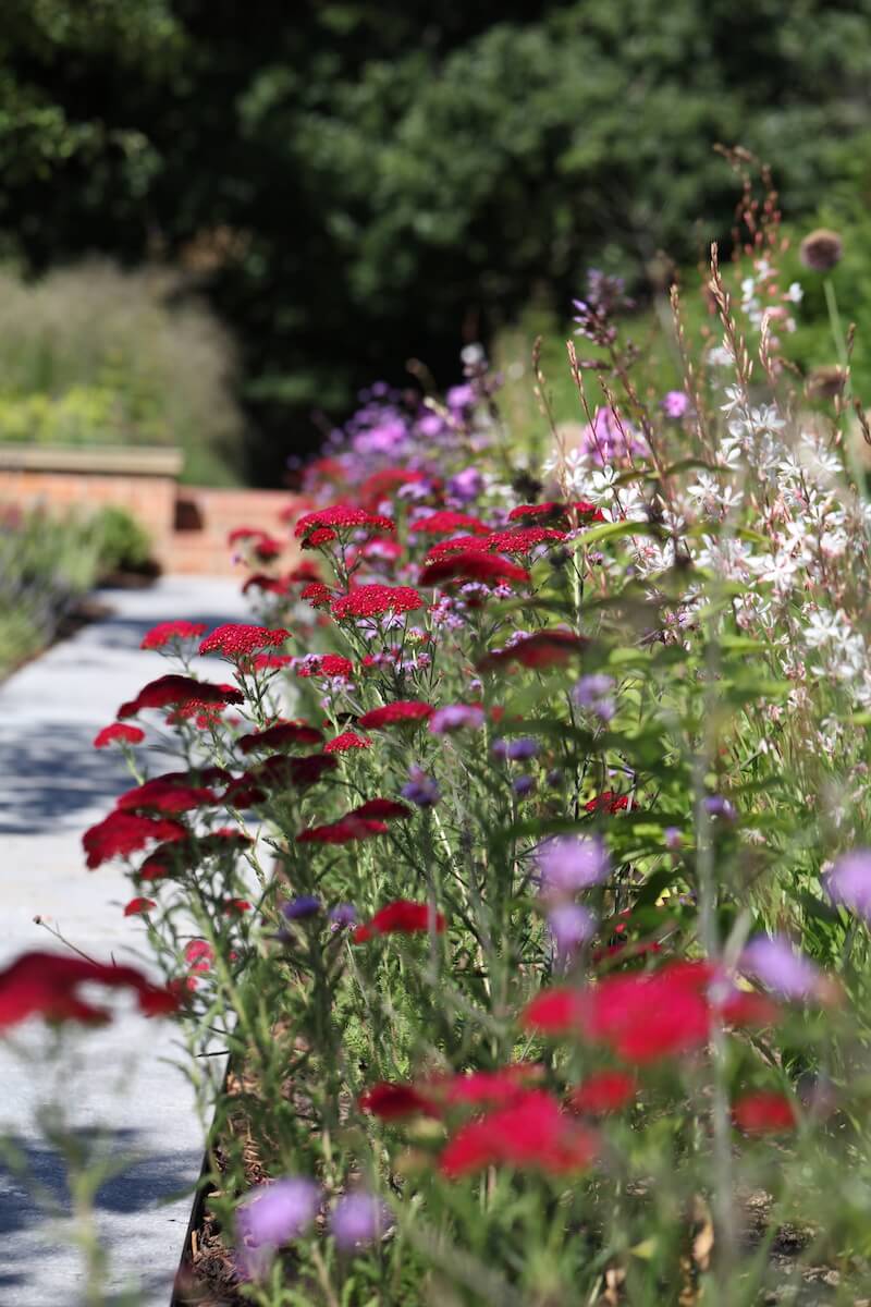 regal coloured perennial borders