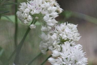 tiny white chive flowers