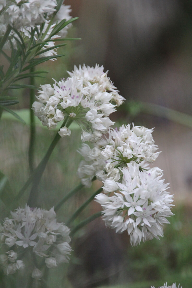 tiny white chive flowers