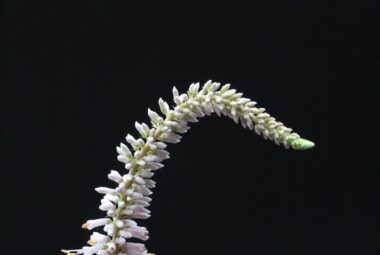 single white flower on black background