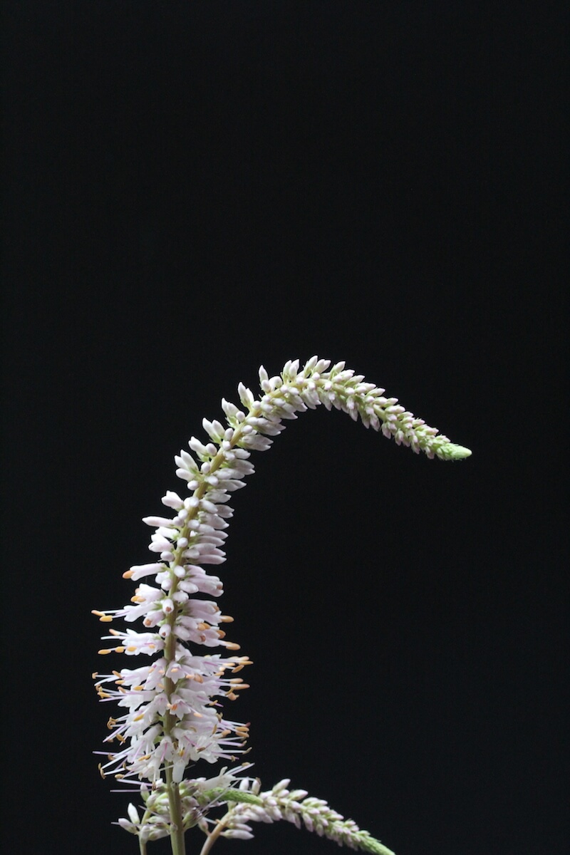 single white flower on black background