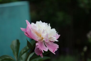 bowl of beauty peony flower against verdigris bowl