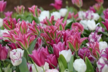 field of candy coloured Tulips