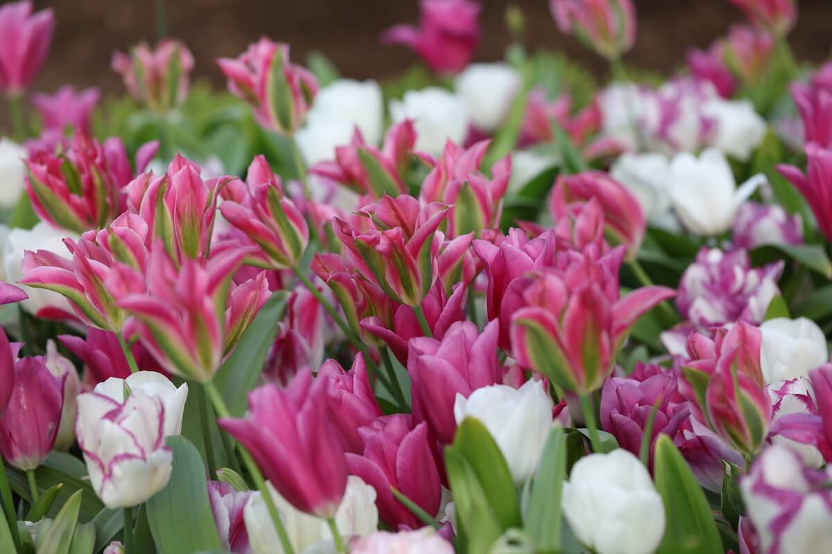 field of candy coloured Tulips