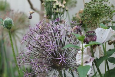 allium christophii