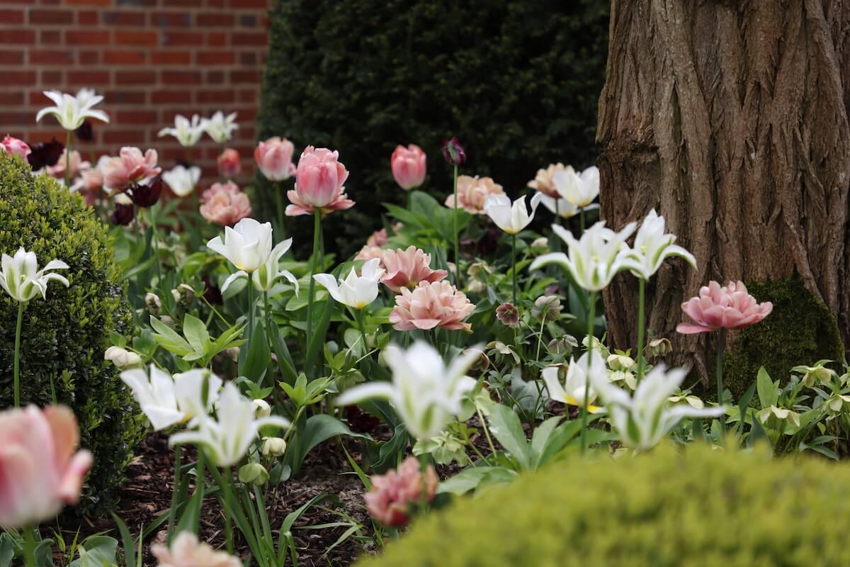 vintage coloured Tulip Long borders