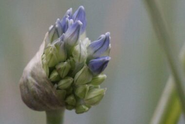 agapanthus bud opening