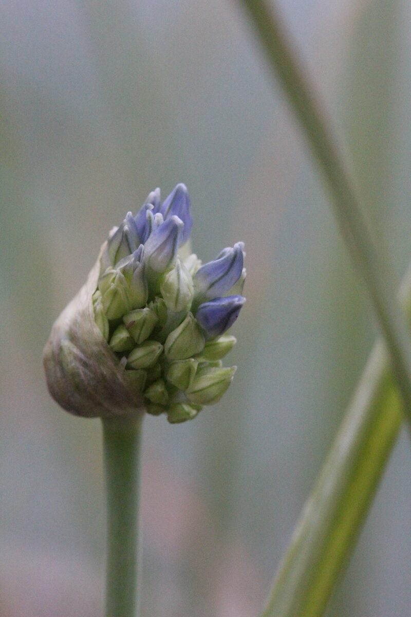 agapanthus bud opening