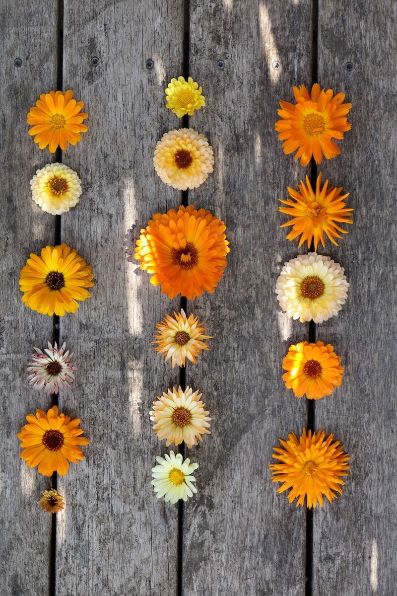 calendulas on a wooden table
