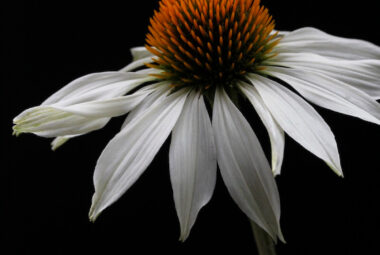 macro shot of a white echinacea flower on a black background taken from a modern prairie landscape