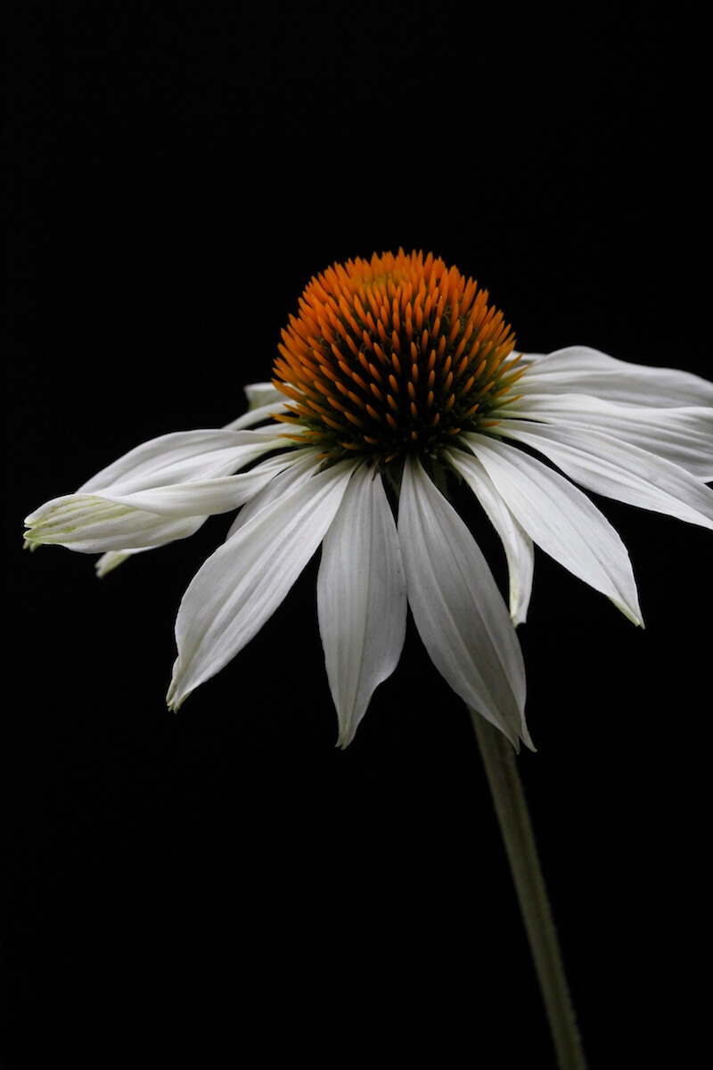 macro shot of a white echinacea flower on a black background taken from a modern prairie landscape