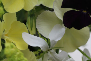 Lemon, black and white violas