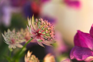 pink astrantia and sweet pea cut flowers