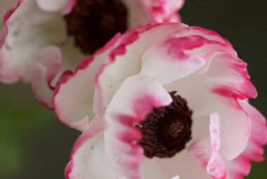 pink tipped anemones flowers