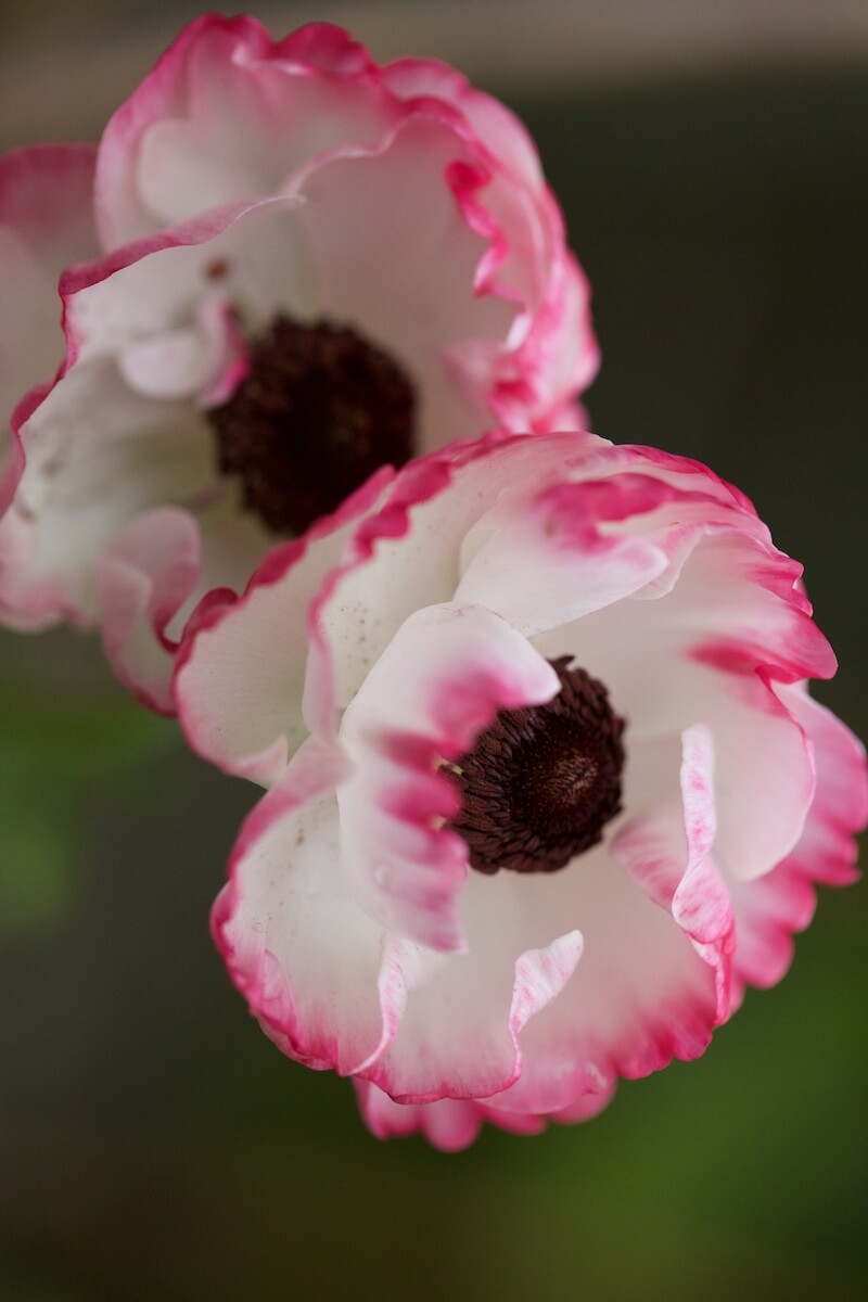 pink tipped anemones flowers