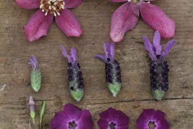 march cut flower heads on a wooden table